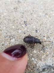Otiorhynchus cribricollis