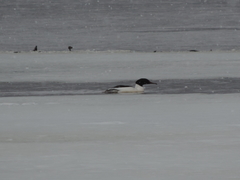 Mergus merganser