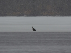 Haliaeetus pelagicus