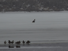 Haliaeetus pelagicus