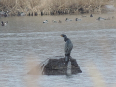 Phalacrocorax carbo