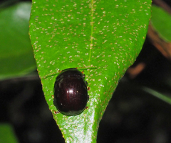 Paropsisterna rufipes