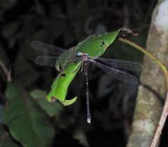 Episynlestes cristatus