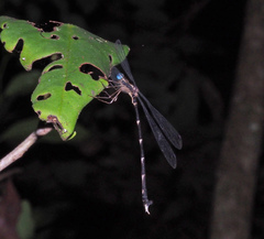 Episynlestes cristatus