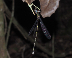 Episynlestes cristatus