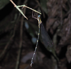 Episynlestes cristatus