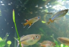Australian Blue-Eye photo 5