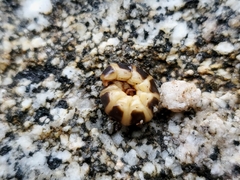 Zarhipis integripennis