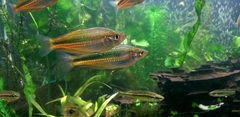 Crimson-Spotted Rainbow Fish photo 5