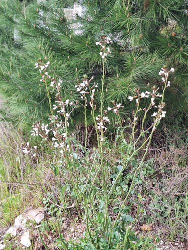 rocketsalad (Eruca vesicaria)