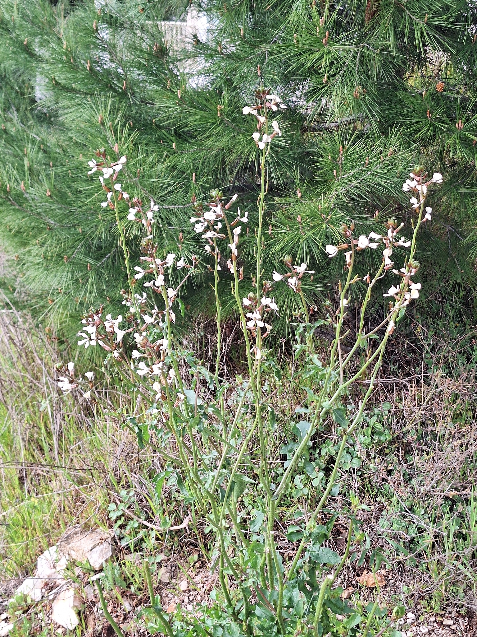 Rocketsalad (Eruca vesicaria)