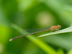 Pseudagrion pilidorsum