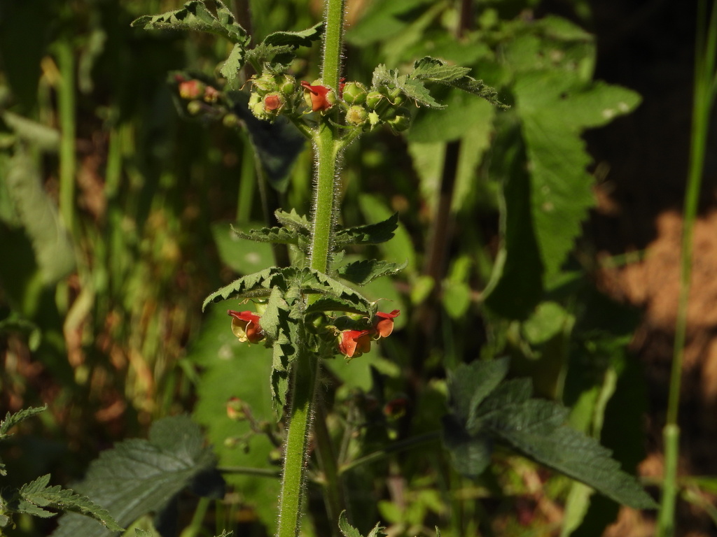Scrophularia grandiflora; photograph (c) Duarte Frade, some rights reserved (CC BY)