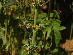 (c) Duarte Frade, some rights reserved (CC BY) Scrophularia grandiflora, photograph (c) Duarte Frade, some rights reserved (CC BY)