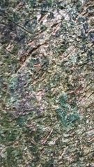 Trichosurus vulpecula