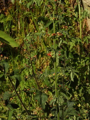 Scrophularia grandiflora, photograph (c) Duarte Frade, some rights reserved (CC BY)