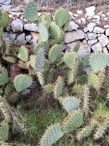 Opuntia orbiculata (Opuntia orbiculata)
