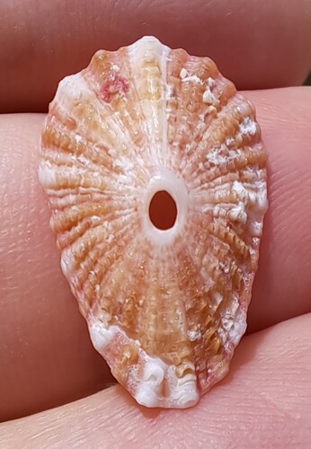 Fissurella rosea