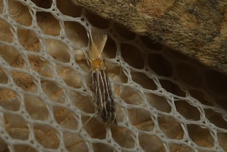 Cosmopterix coryphaea