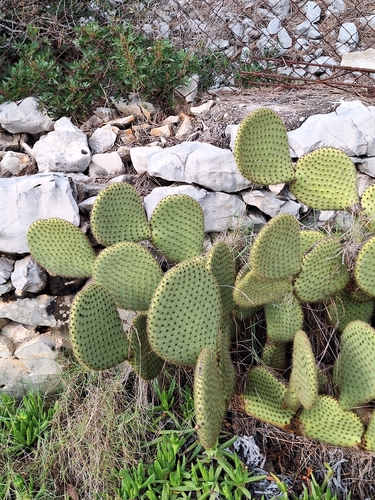 Opuntia scheeri, photograph 3