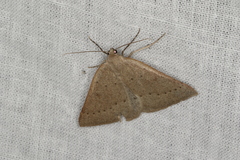 Cassythaphaga petrochroa