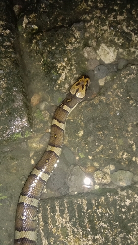 Puff-faced Water Snake