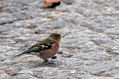 Fringilla coelebs