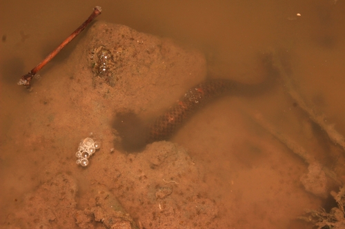 Reuss' Mud Snake