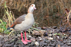 Alopochen aegyptiaca