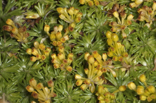 Azorella trifurcata, photograph 3