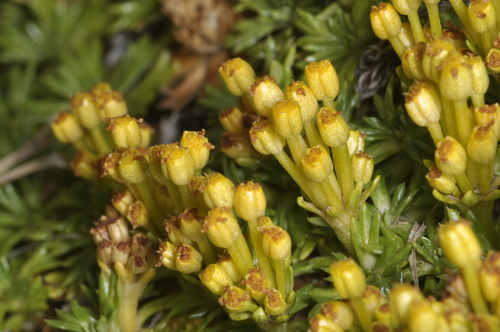 Azorella trifurcata, photograph 4