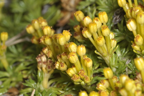 Azorella trifurcata, photograph 5