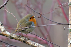 Erithacus rubecula