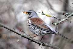 Turdus pilaris