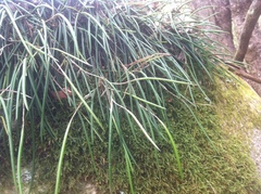 Dendrobium striolatum