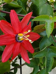 Passifloreae