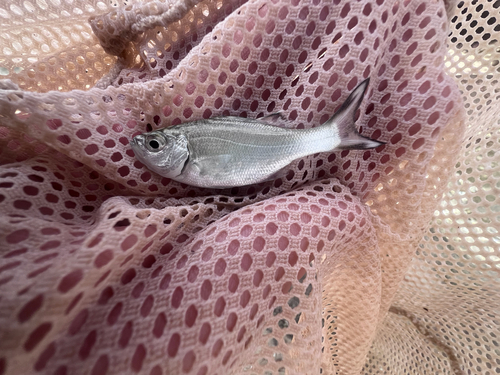 Hawaiian flagtail (Kuhlia sandvicensis) — Kuhliidae — 2