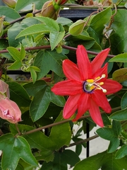 Passifloreae