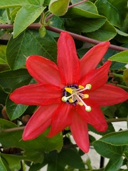 Passifloreae