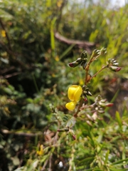 Smithia erubescens