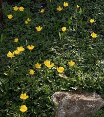 Ranunculus paludosus