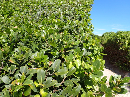 White Milkwood (Sideroxylon inerme)