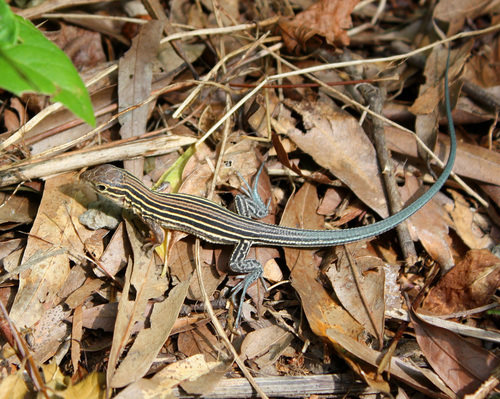 Six-lined Racerunner