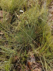 Alepidea