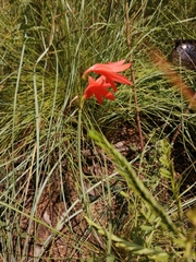 Cyrtanthus bicolor