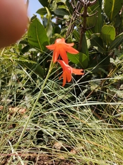 Cyrtanthus bicolor