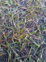 Schoenus concinnus