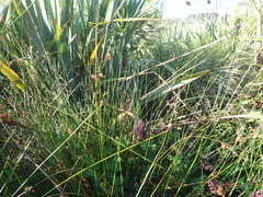 Juncus amabilis