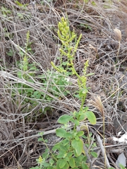 Chenopodium acuminatum virgatum