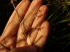 Juncus amabilis